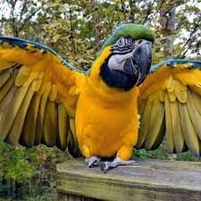 Blue and Gold Macaw