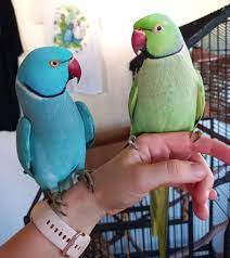 ringed parakeet