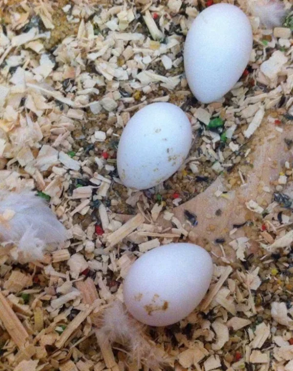 Catalina Macaw Parrot Eggs For Sale