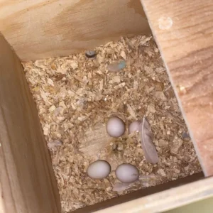Cockatiel Parrot Eggs For Sale