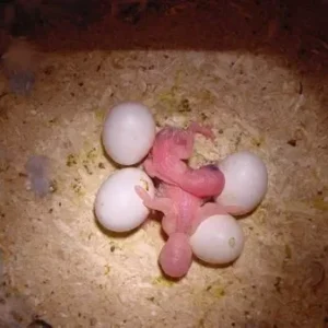 Cockatoo Parrot Eggs For Sale