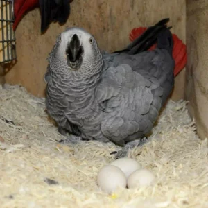 Congo African Grey Parrot Eggs For Sale