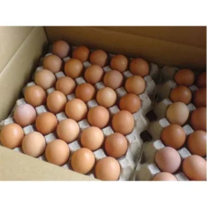 FRESH CHICKEN TABLE EGGS FOR EXPORT