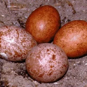 Falcon Eggs For Sale