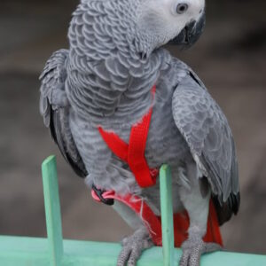 African Grey