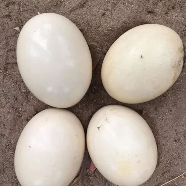 Fertile Southern Ostrich Eggs For Sale