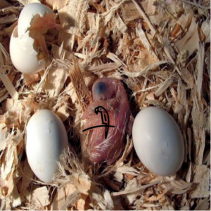 Goffin’s Cockatoo Eggs For Sale