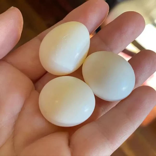 Golden Conure Parakeet Eggs For Sale