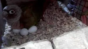 Green Cheeked Conure Parrot Eggs