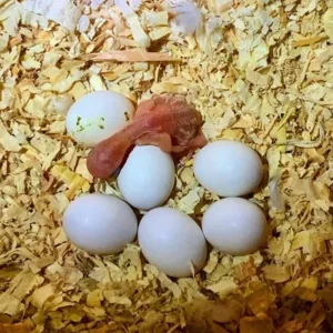 Green Quaker Parrot Eggs For Sale