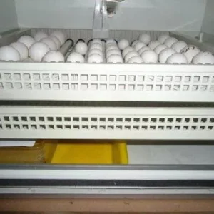 Green Wings Macaw Parrot Eggs For Sale