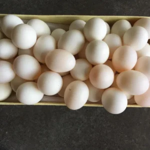 Hahns Macaw Parrot Eggs For Sale