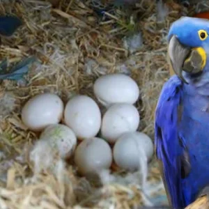 Hyacinth Macaw Parrot Eggs For Sale