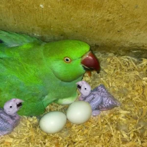 INDIAN RINGNECK PARROT EGGS FOR SALE