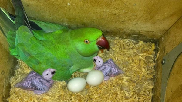 INDIAN RINGNECK PARROT EGGS FOR SALE