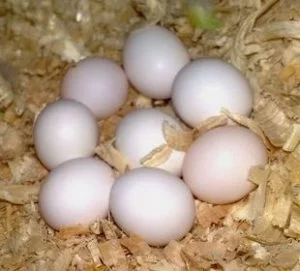 Lutino Cockatiel Parrot Eggs For Sale