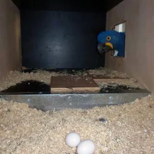 Macaws Parrot Eggs For Sale