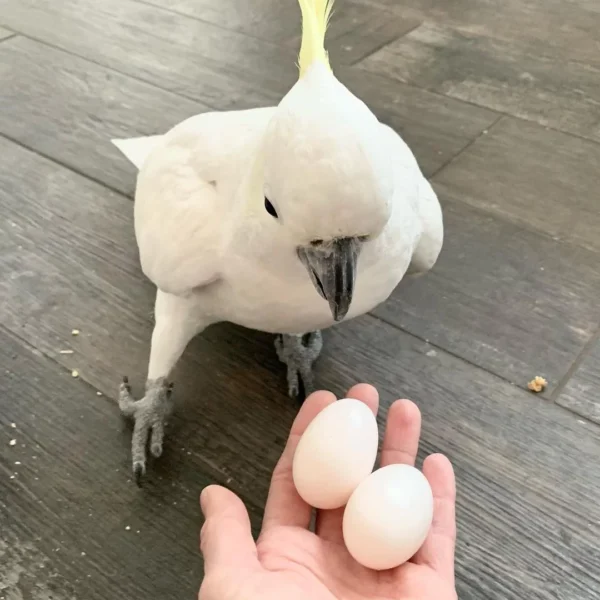 Major Mitchell’s Cockatoo Eggs For Sale