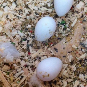 Military Macaw Parrot Eggs For Sale