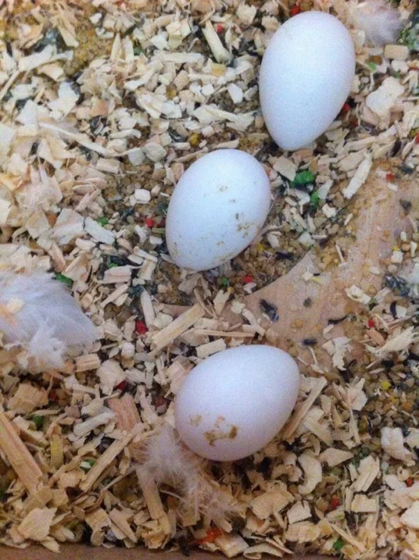 Military Macaw Parrot Eggs For Sale