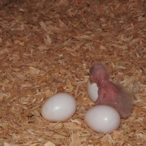 Moluccan Cockatoo Parrot Eggs For Sale