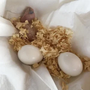 Mynah Parrot Eggs For Sale