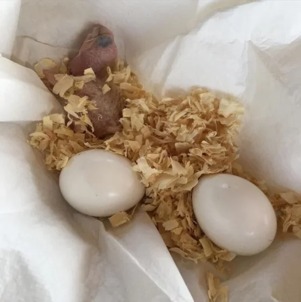 Mynah Parrot Eggs For Sale