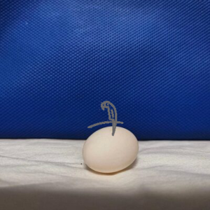Red Tail Black Cockatoo Eggs For Sale