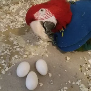 Scarlets Macaw Parrot Eggs For Sale