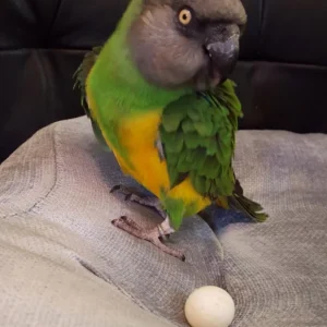 Senegal Poicephalus Parrot Eggs For Sale