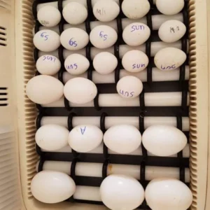 Sollomons Island Eclectus Parrot Eggs For Sale