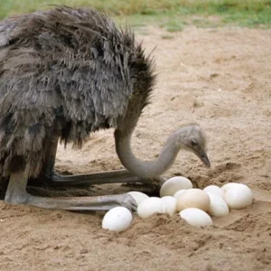 Somali Ostrich Eggs For Sale