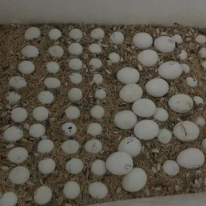 Toco Toucan Eggs Available For Sale