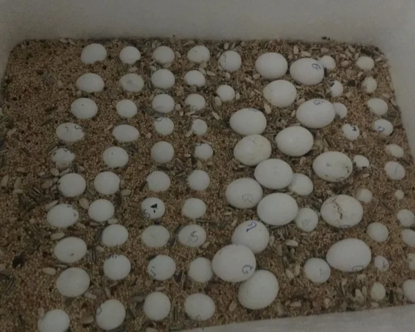 Toco Toucan Eggs Available For Sale
