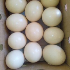 Umbrella Cockatoo Parrot Eggs For Sale