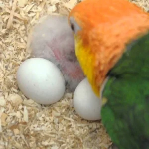 White Bellied Caique Eggs For Sale