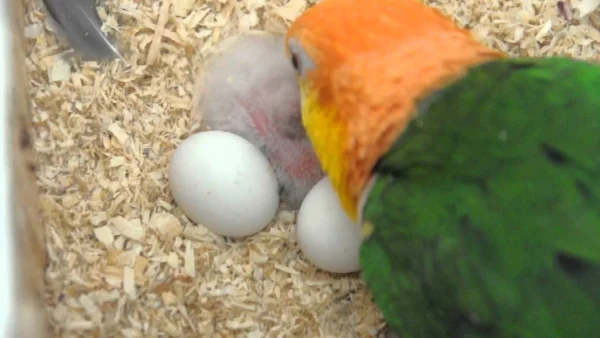 White Bellied Caique Eggs For Sale