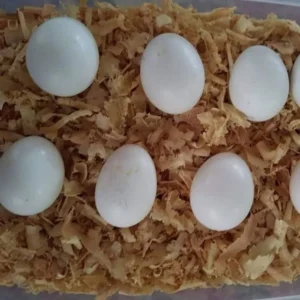 Yellow-Crowned Amazon Parrot Eggs For Sale