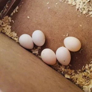 Yellow Naped Amazon Parrot Eggs For Sale