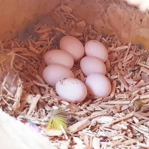 Yellow Tailed Black Cockatoo Eggs For Sale