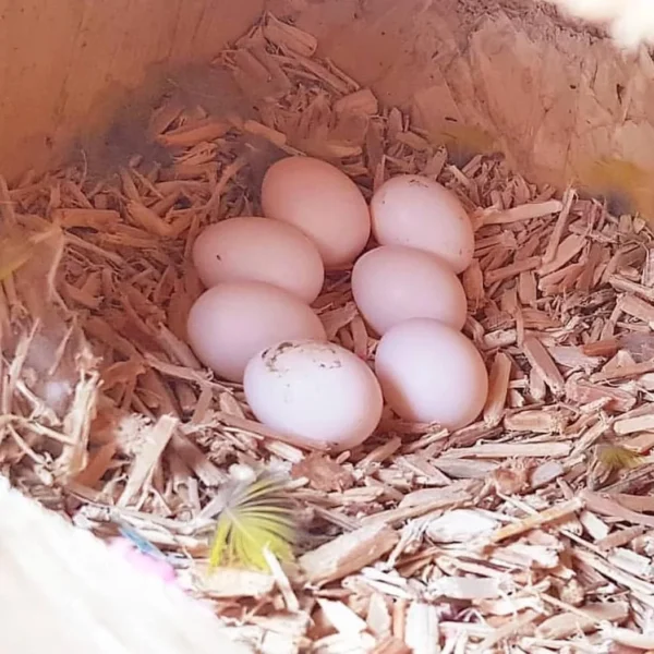 Yellow Tailed Black Cockatoo Eggs For Sale