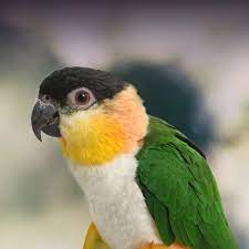 Black headed caique
