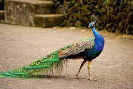 Indian peafowl (peacock)