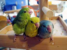 Parrotlets