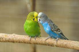 parakeet