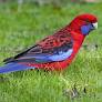 Rosella birds