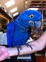 Hyacinth macaw