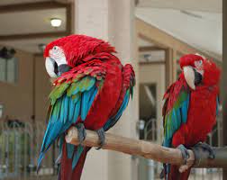 Green wing macaw