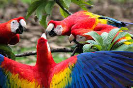 Scarlet macaw