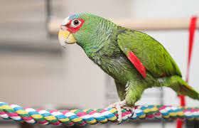 white fronted Amazon